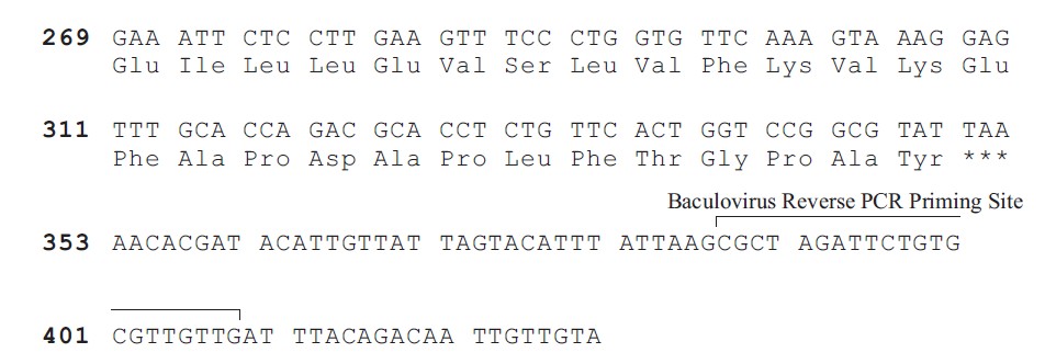 pBlueBacHis2 C载体多克隆位点2 点击看大图 pBlueBacHis2 C多克隆位点2